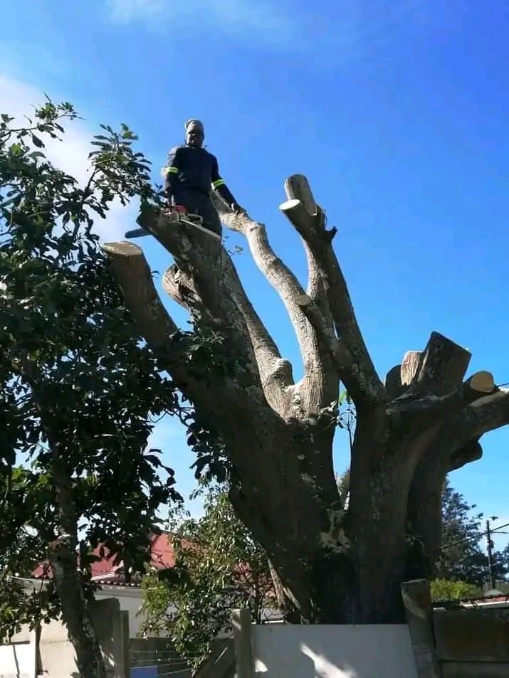 Tree felling and junk removal
